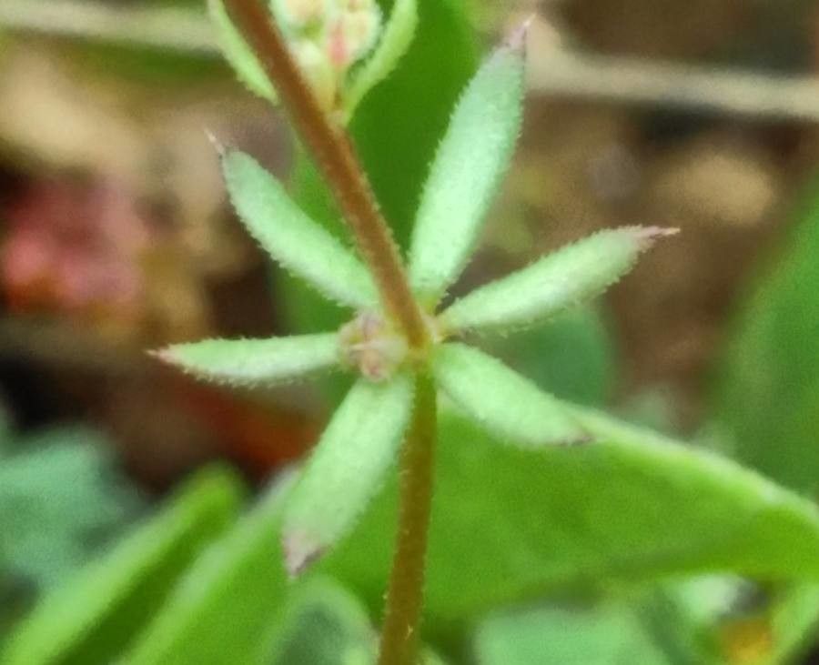 Galium parisiense — search result for 'Mediterranean area'