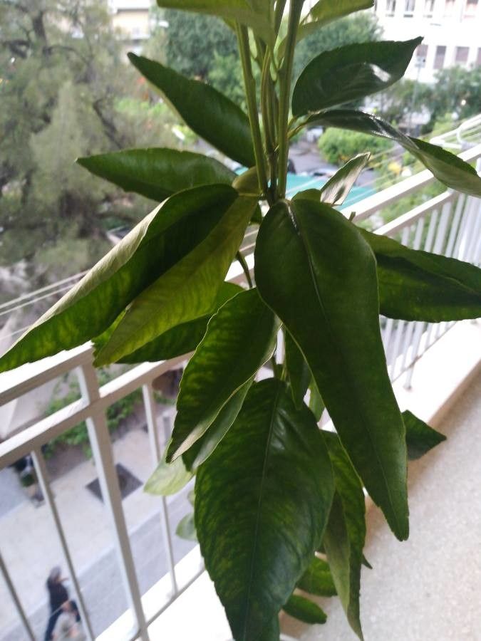 Citrus clementina — search result for 'Algeria'