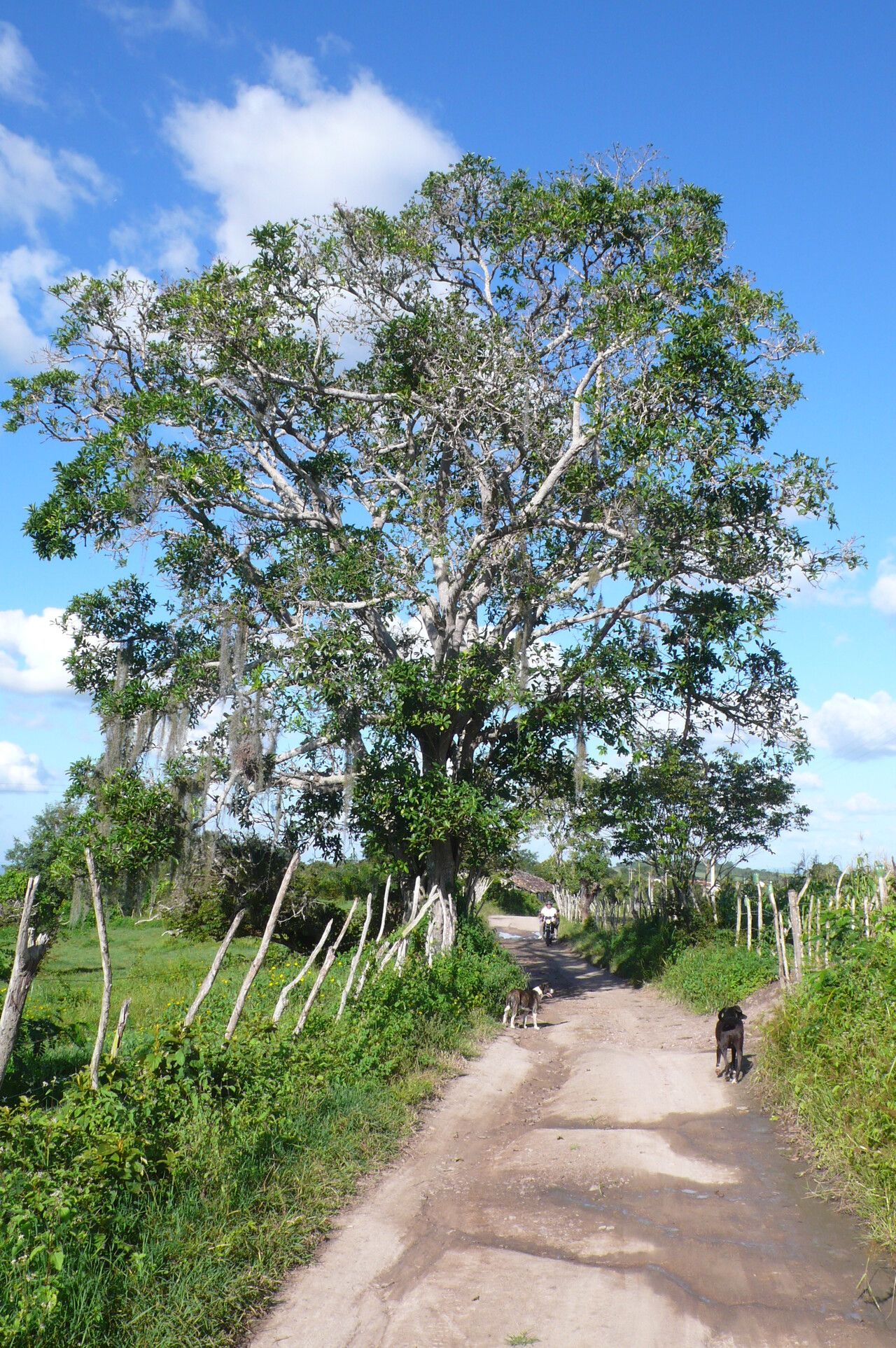 Ficus cyclophylla habit