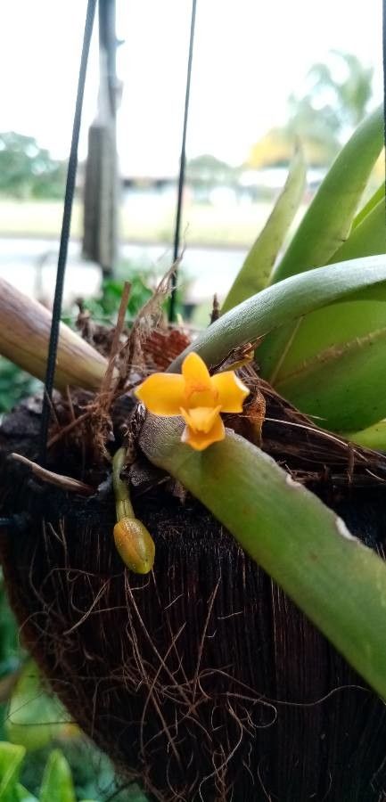 Maxillaria villosa flower