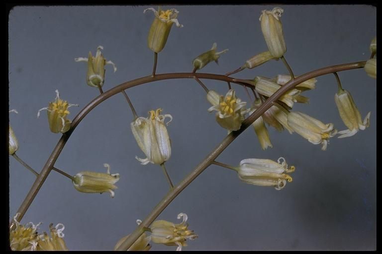 Streptanthus flavescens — houseplant care guide