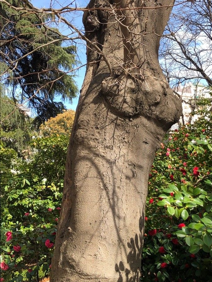 Gleditsia macracantha bark