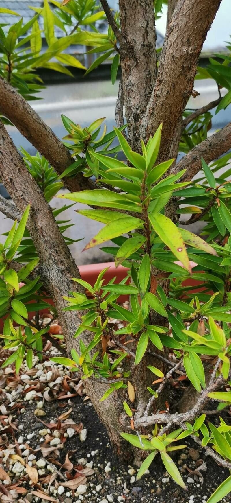 Psidium salutare leaf