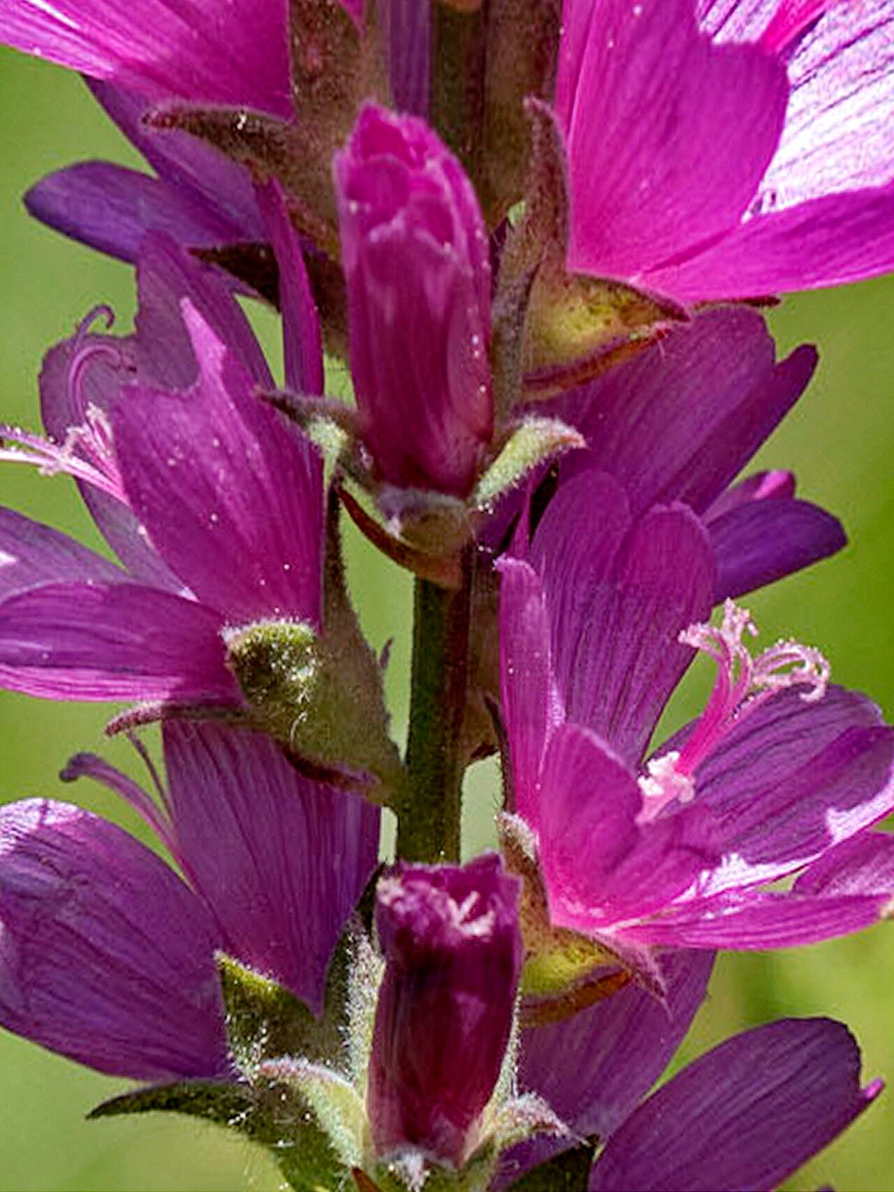 Sidalcea oregana flower