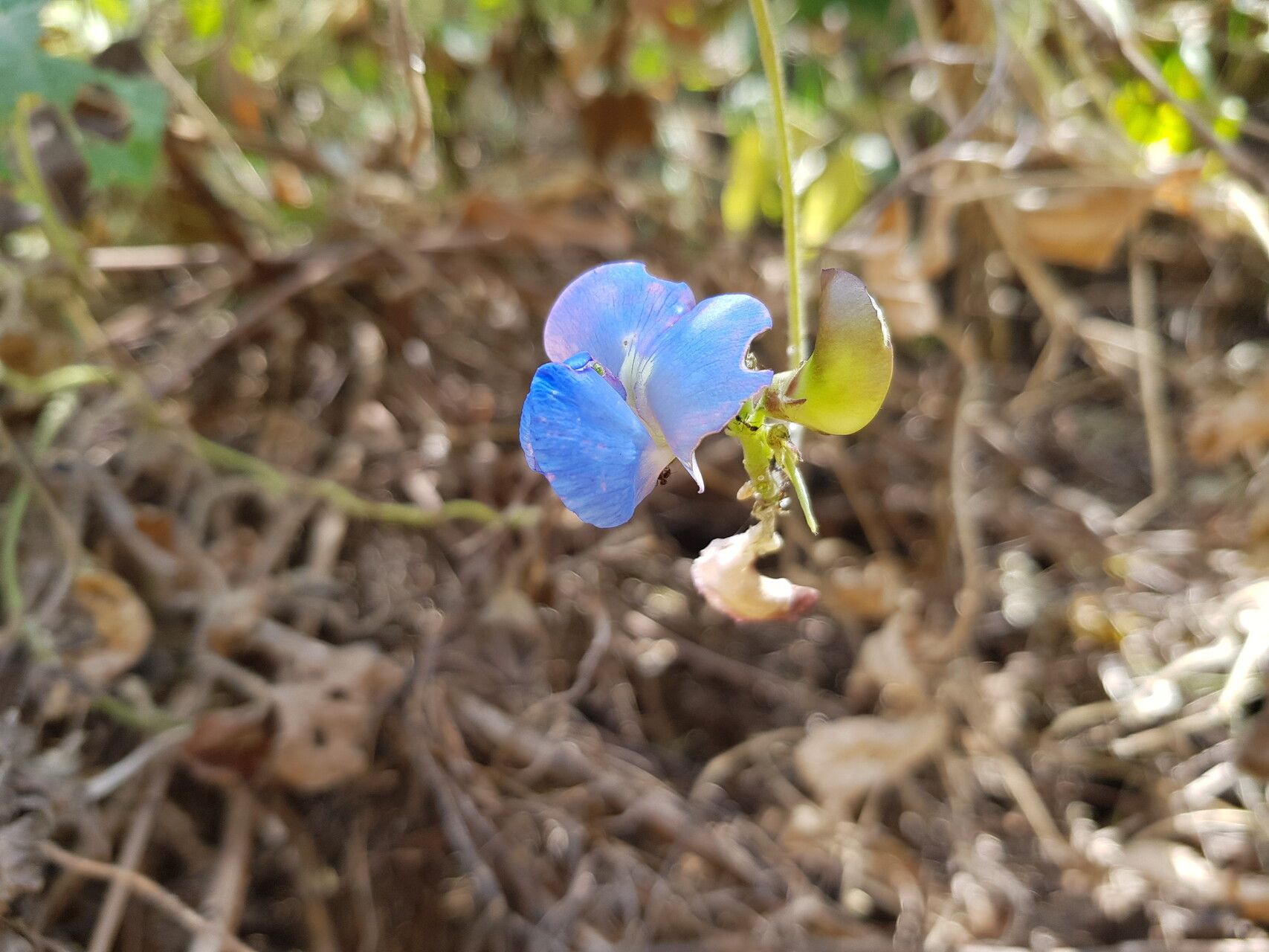 Vigna racemosa flower