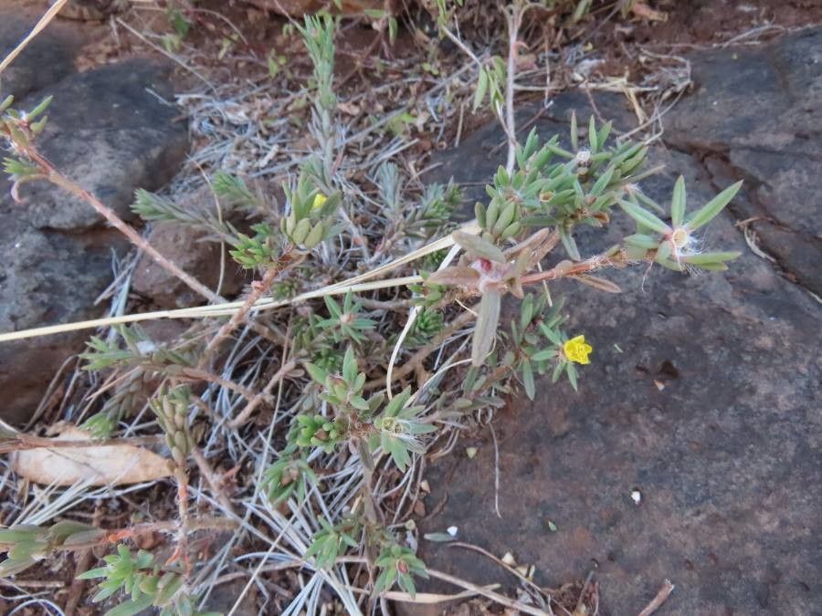 Talinum arnotii habit