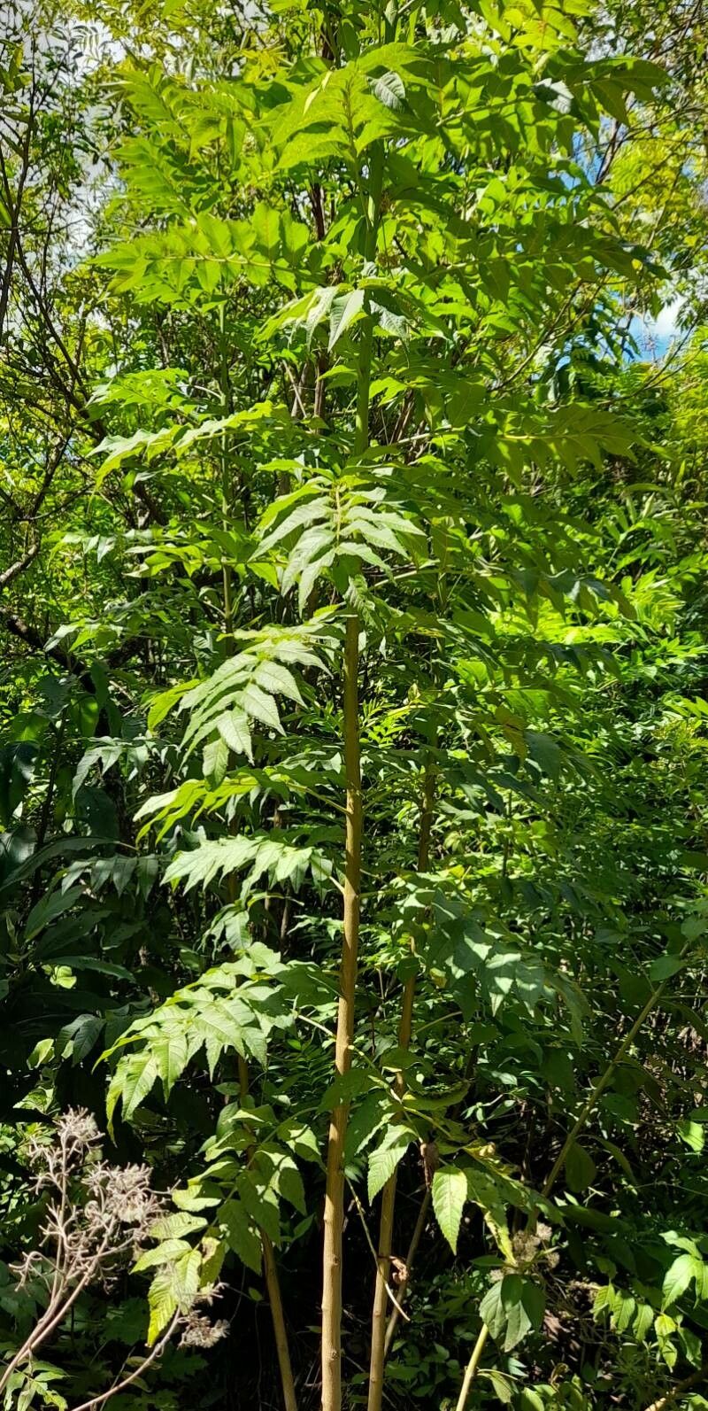 Juglans australis habit