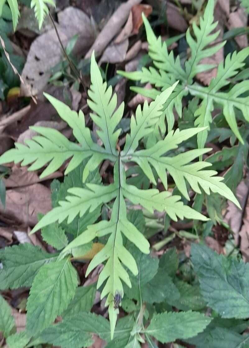 Doryopteris concolor leaf