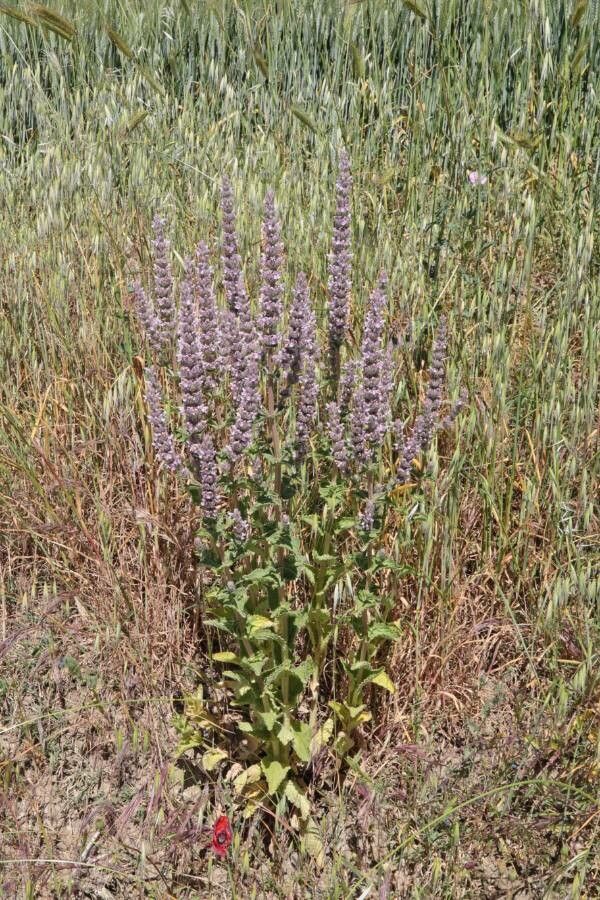 Nepeta apuleji flower