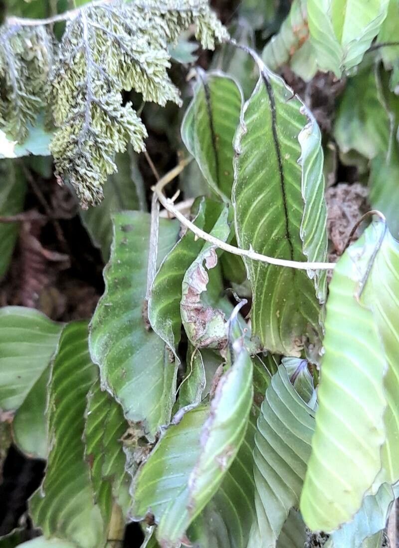 Hymenophyllum cruentum leaf