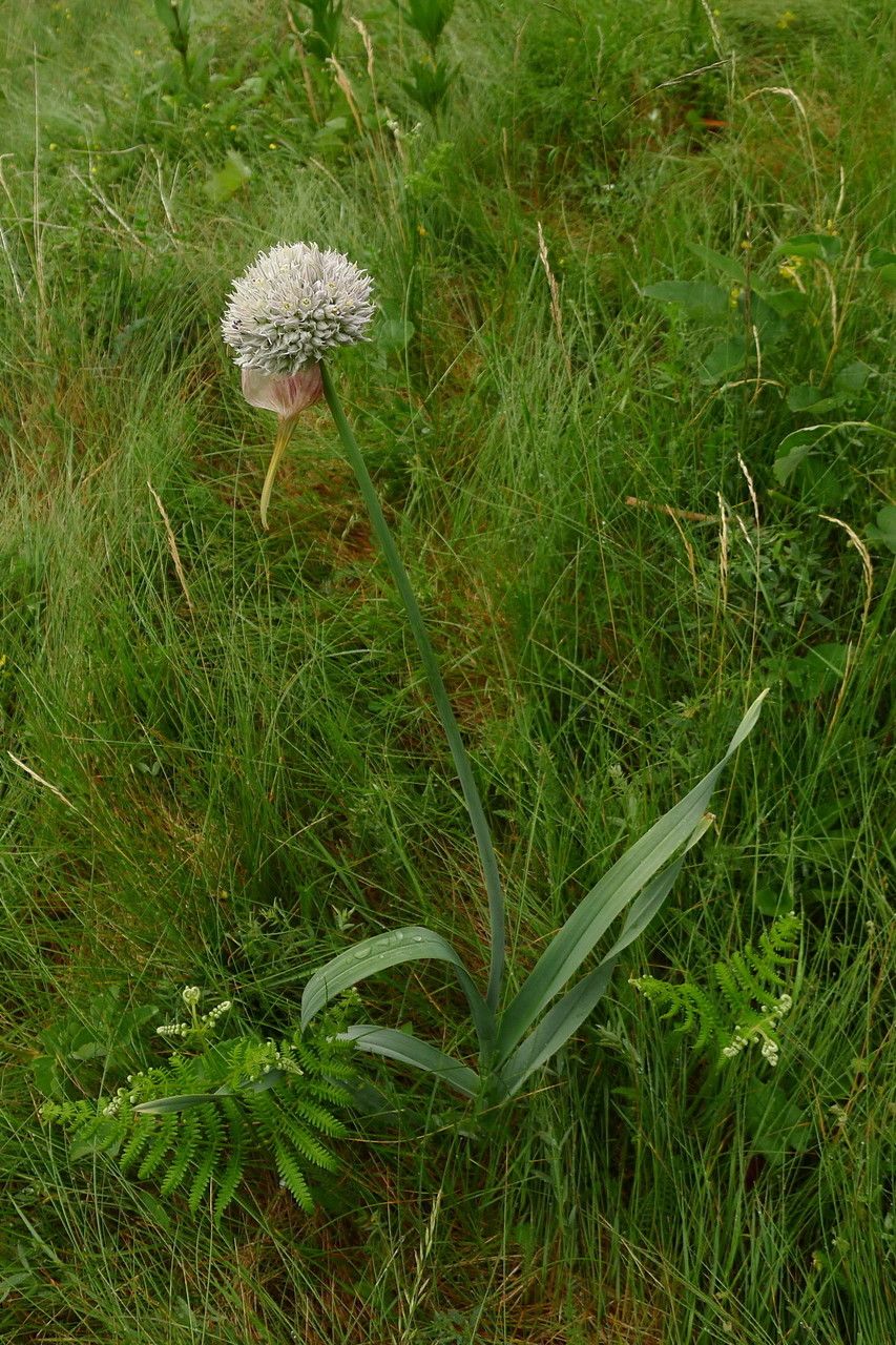 Allium pyrenaicum habit