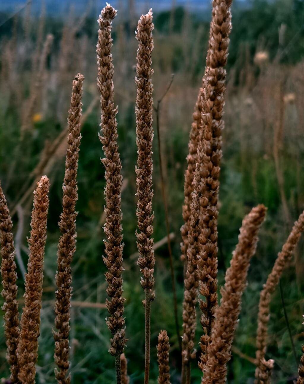 Plantago subnuda flower