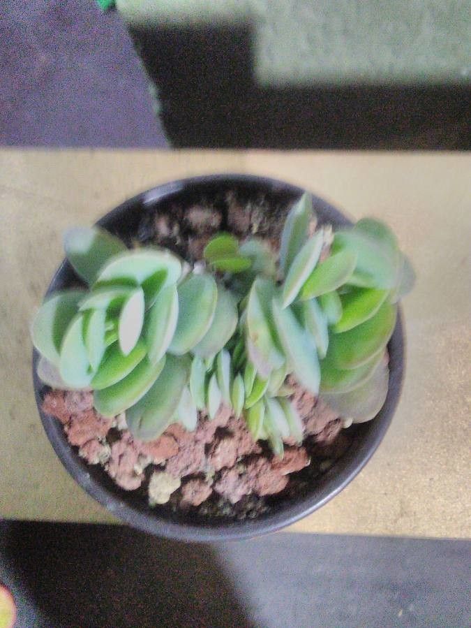 Kalanchoe rotundifolia leaf