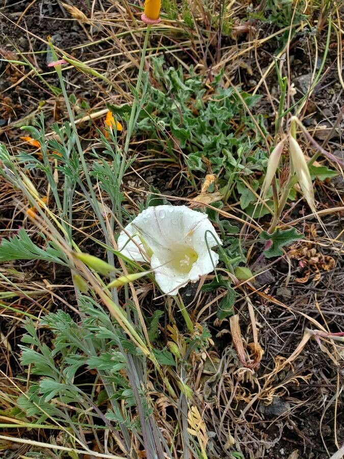 Calystegia collina flower