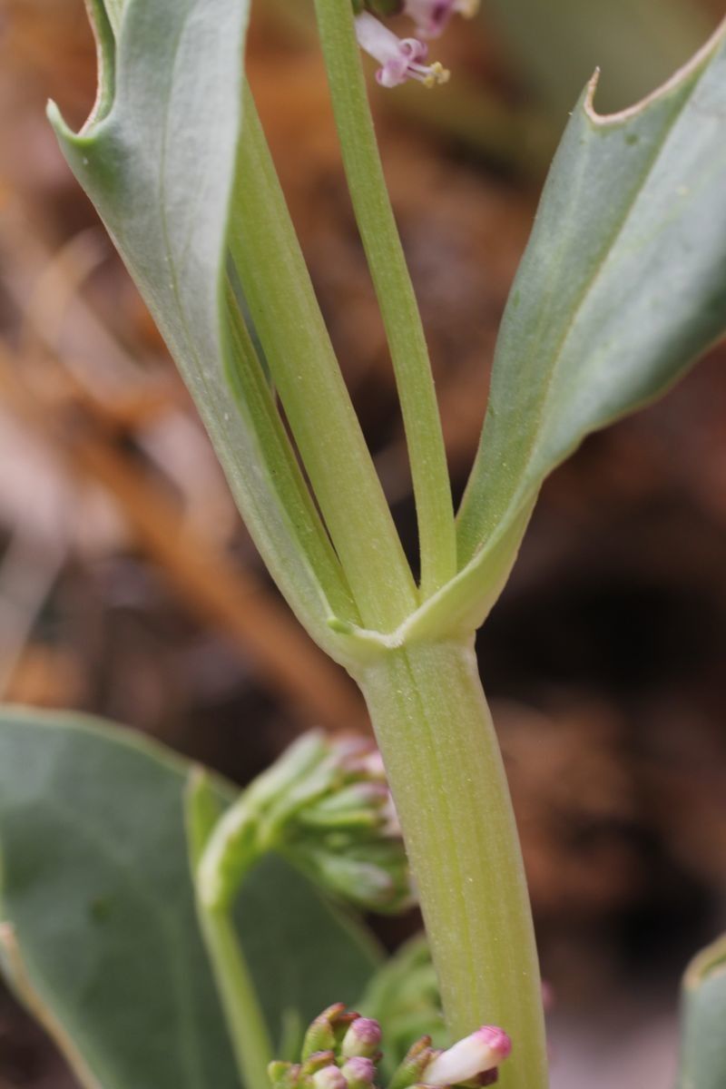 Valeriana urbanii bark