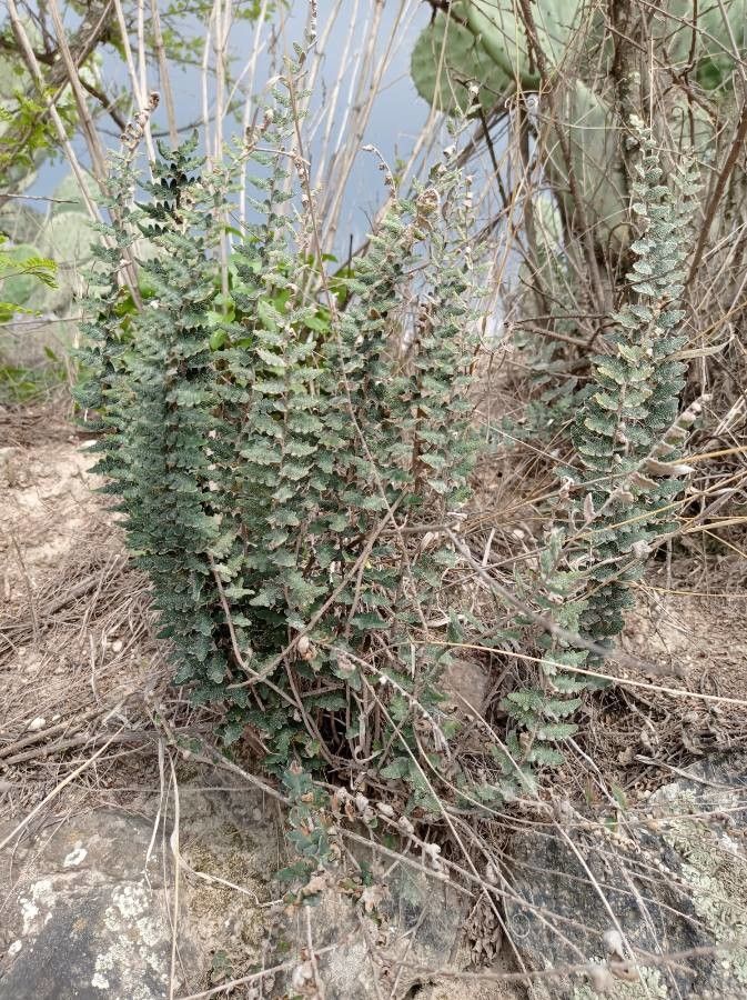 Cheilanthes parryi leaf
