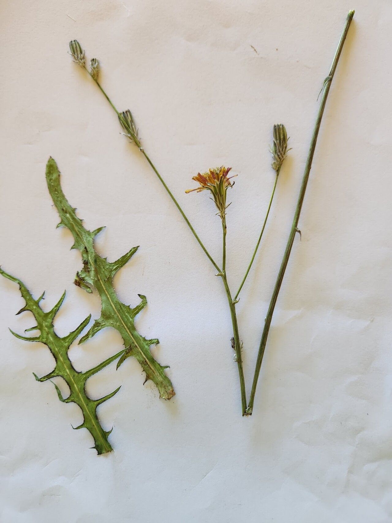 Launaea petitiana habit