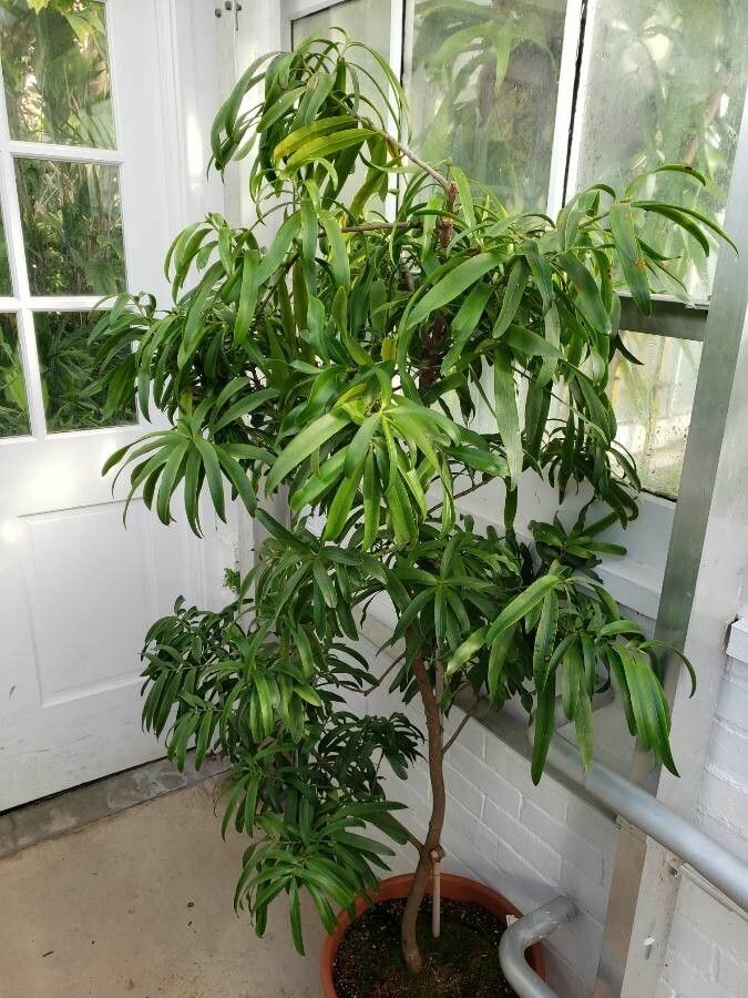 Podocarpus smithii habit