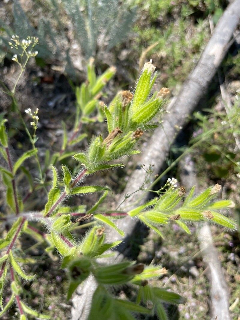 Onosma visianii flower
