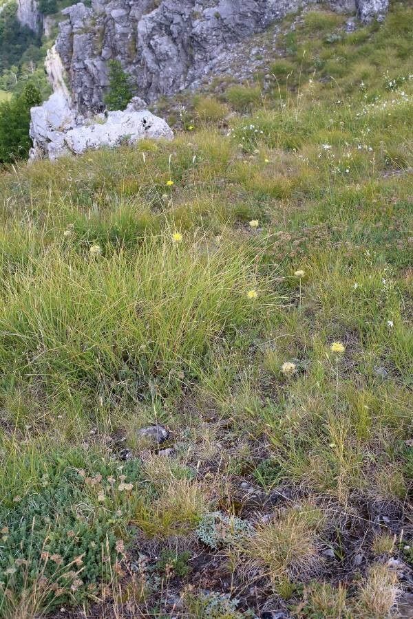 Centaurea chrysolepis habit