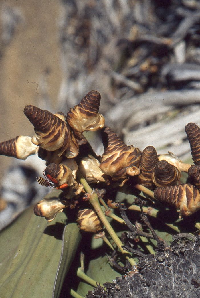Welwitschia mirabilis flower