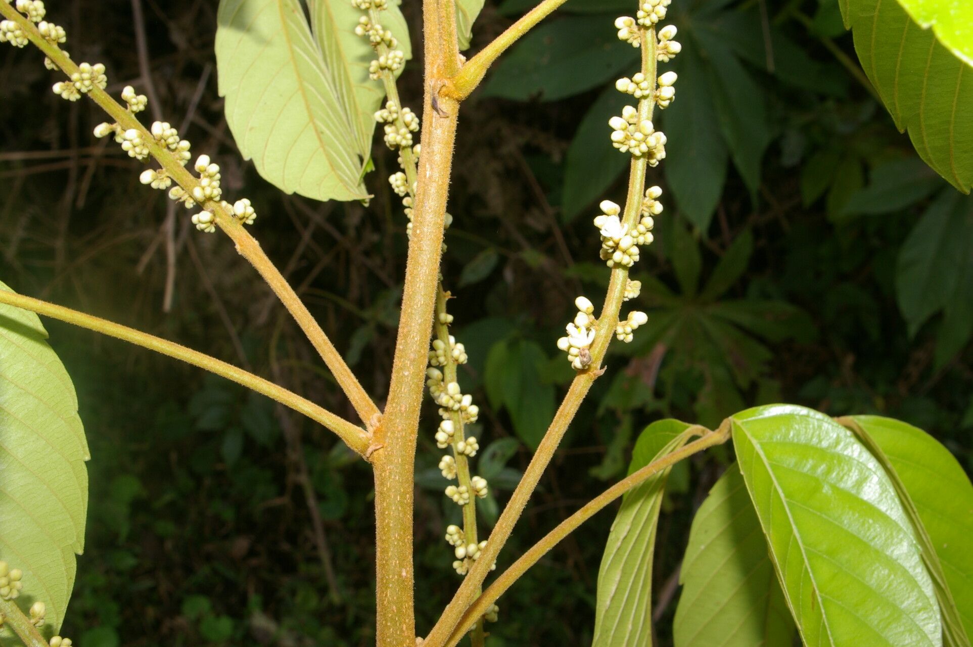Paullinia capreolata leaf