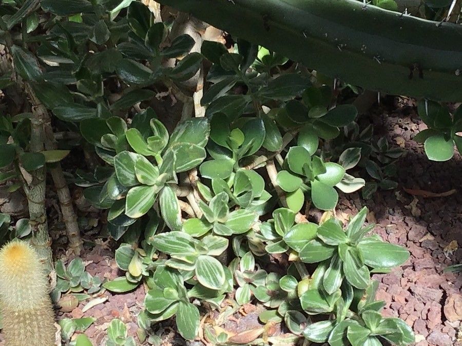 Crassula atropurpurea — search result for 'Namibia'