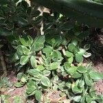 Crassula atropurpurea