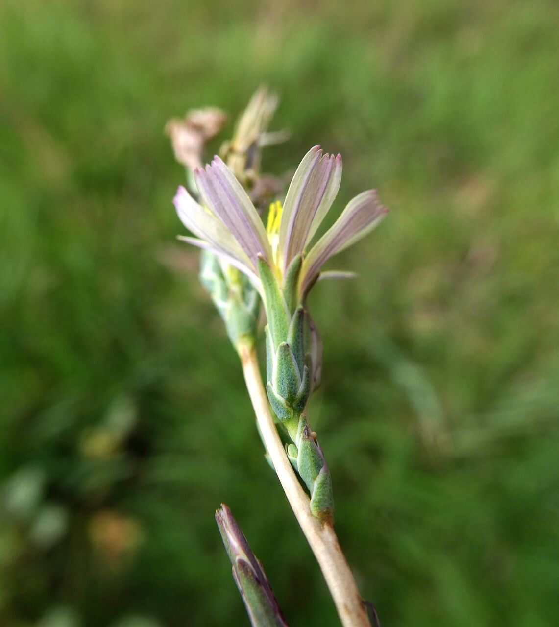 Lactuca saligna flower