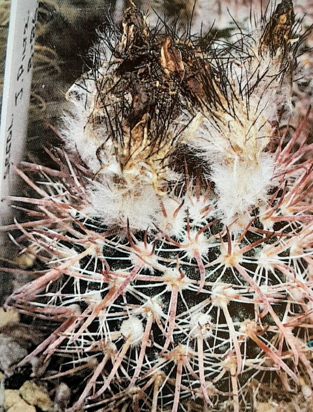 Parodia horrida — houseplant care guide