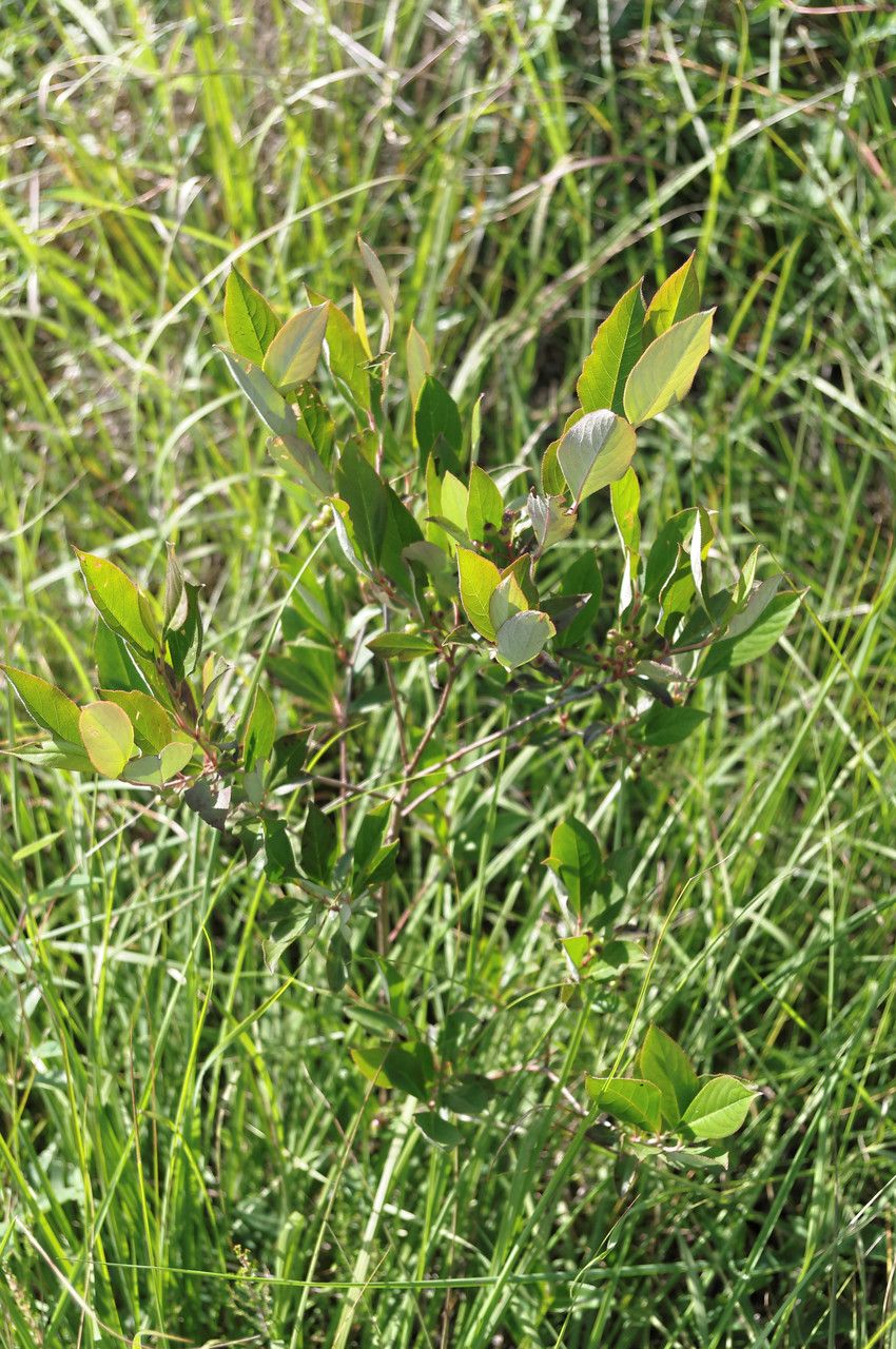 Aronia × prunifolia habit