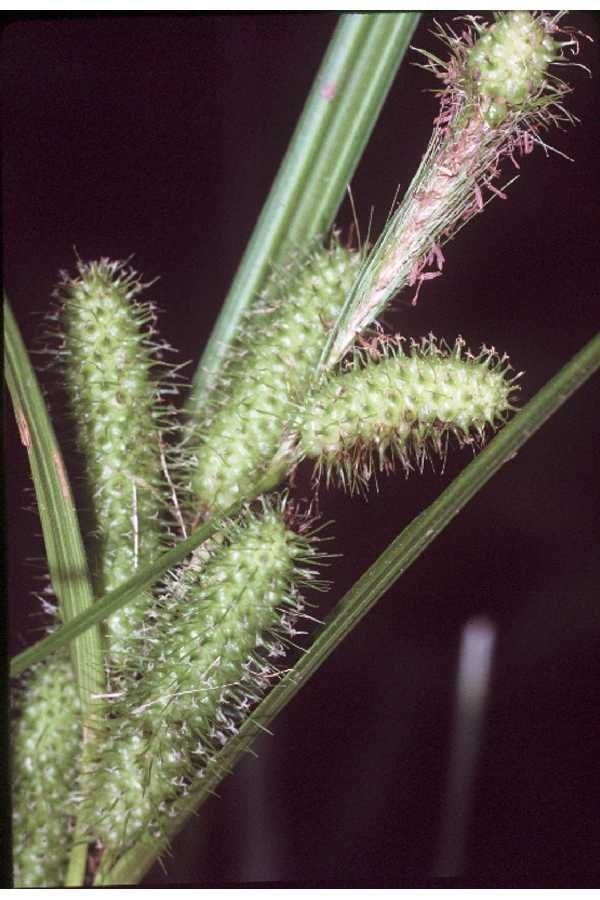 Carex frankii — search result for 'and also in Coahuila'