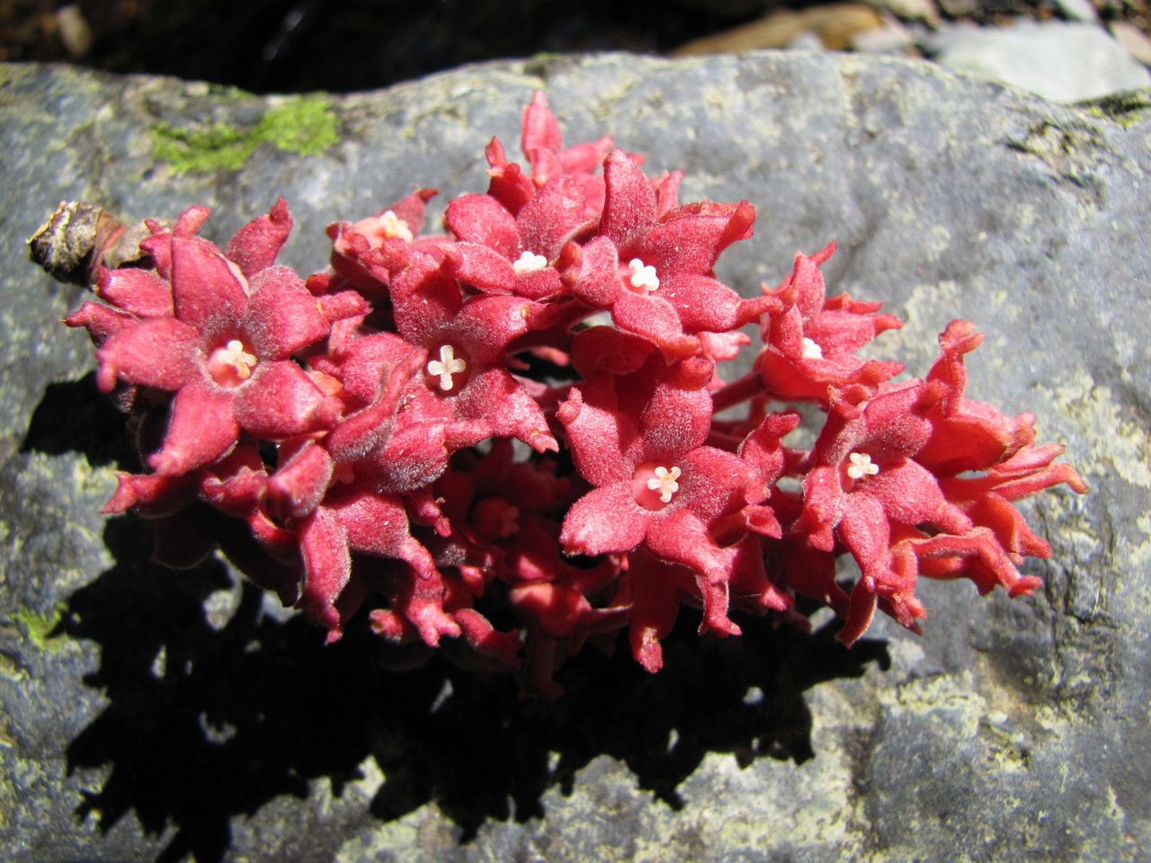 Acropogon pilosus habit