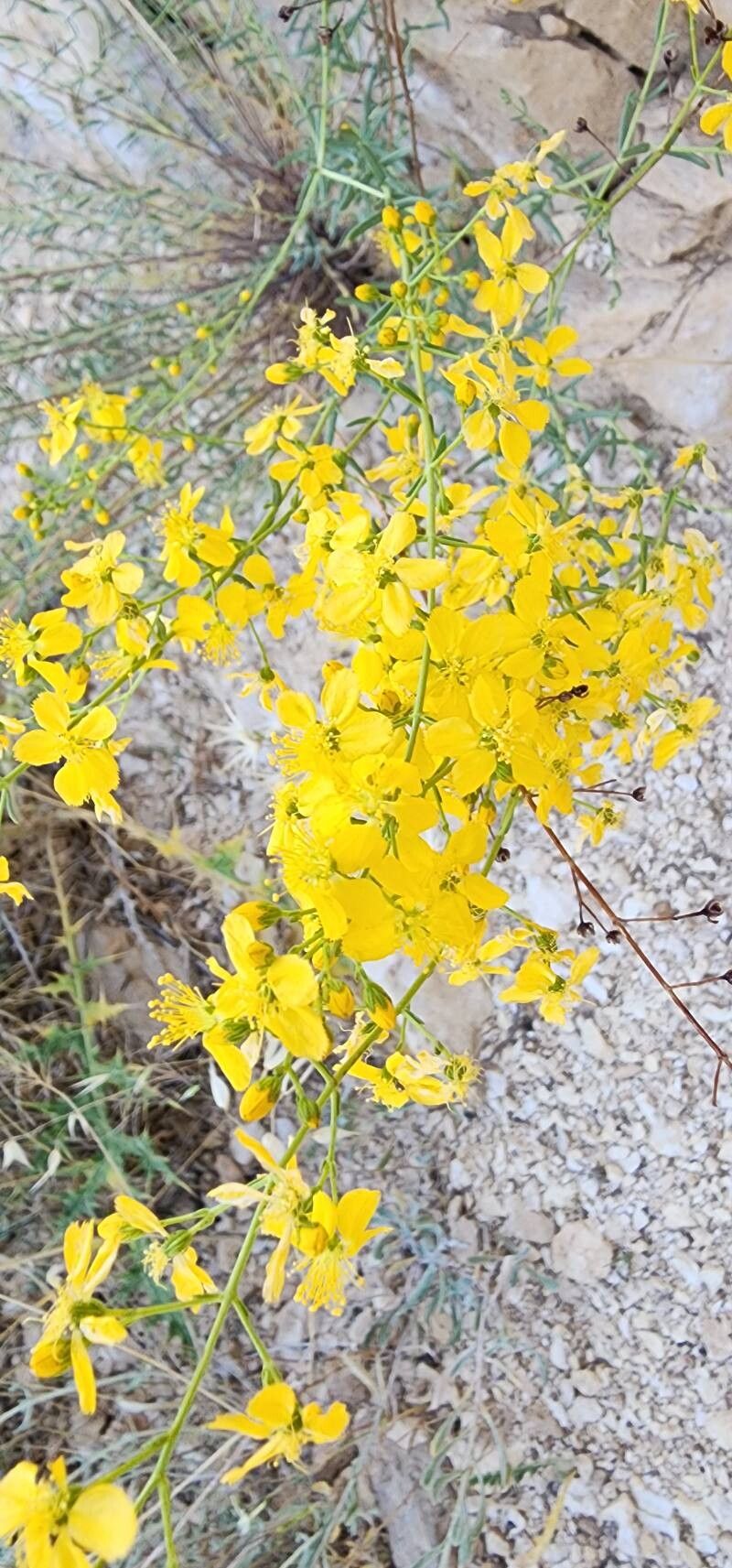Hypericum helianthemoides flower