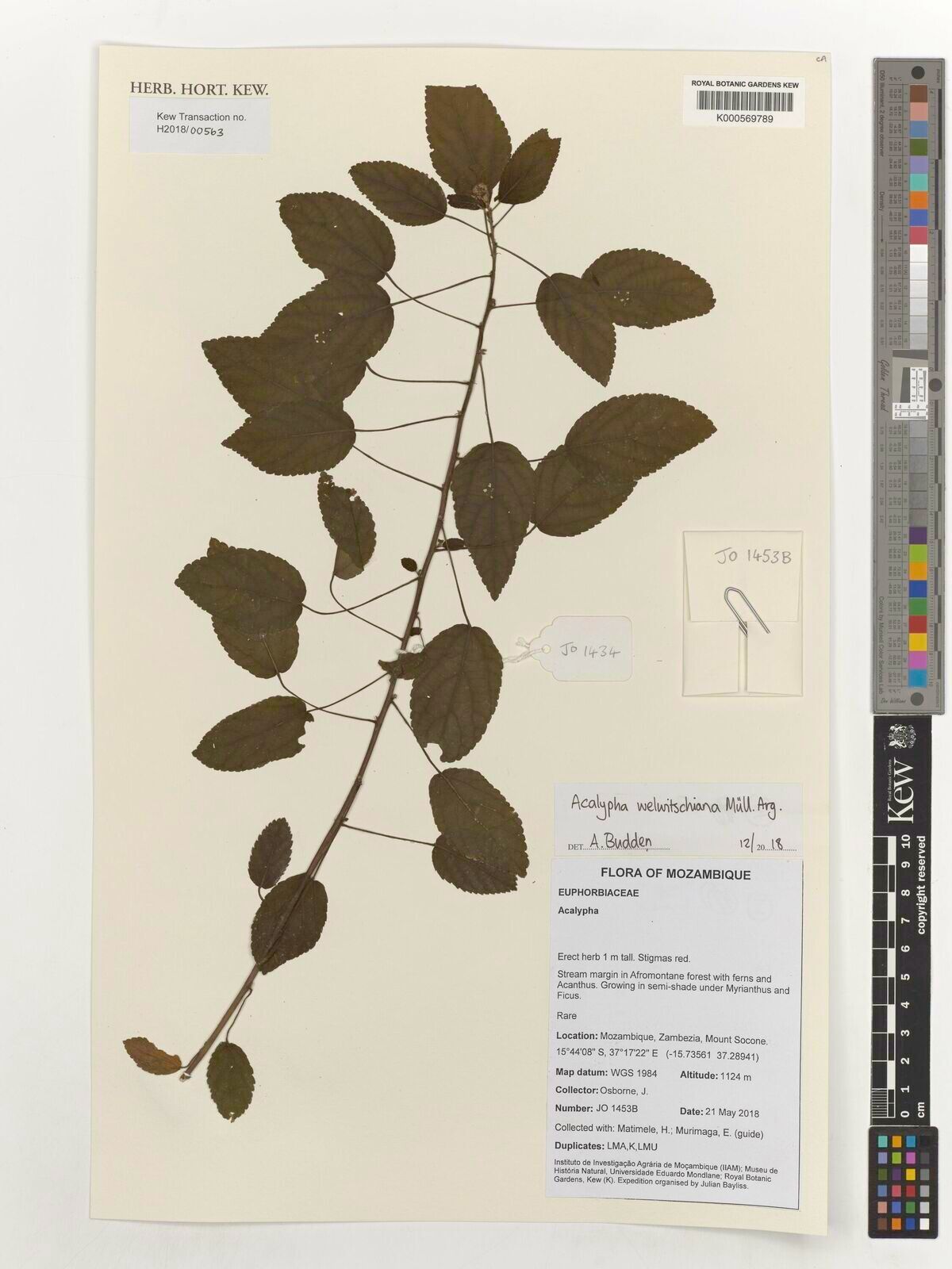 Acalypha welwitschiana — houseplant care guide