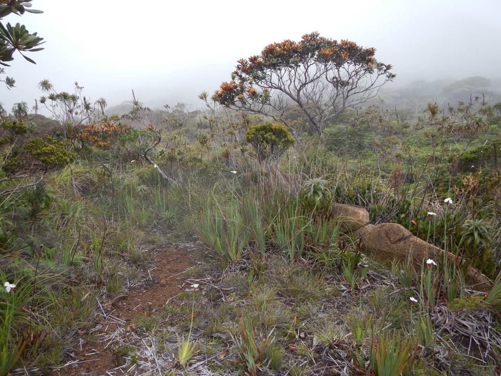Patersonia neocaledonica habit