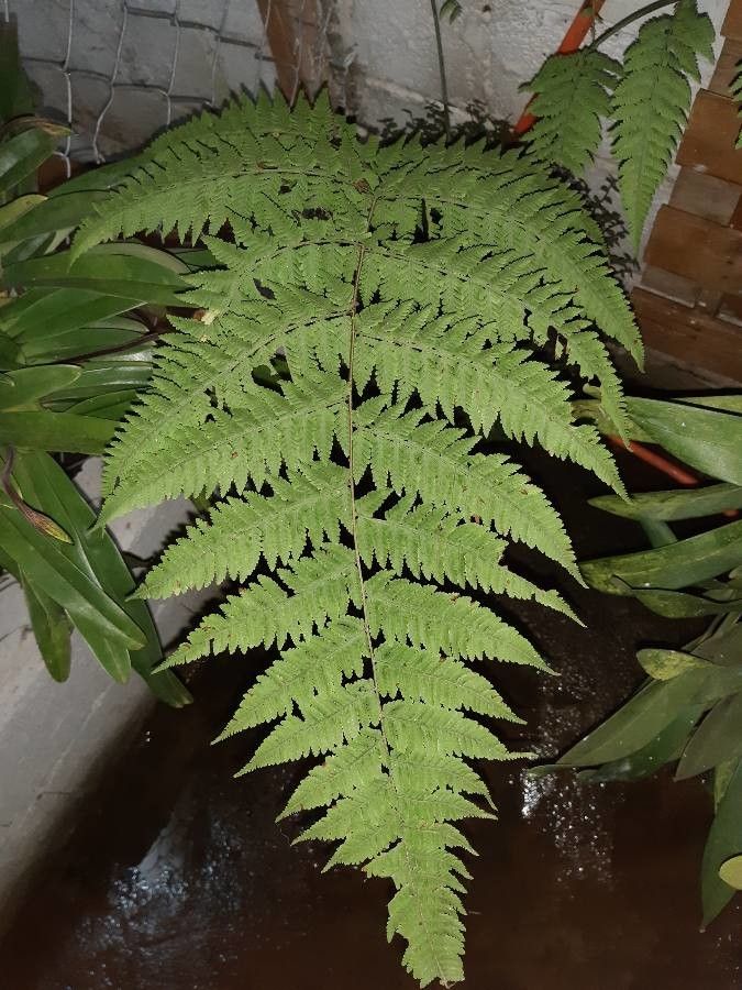 Lastreopsis tenera — houseplant care guide