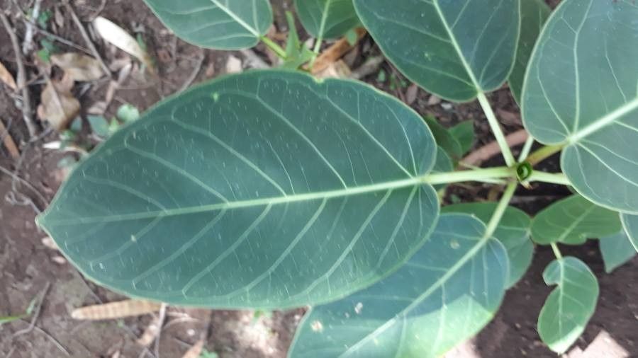 Ficus pertusa leaf