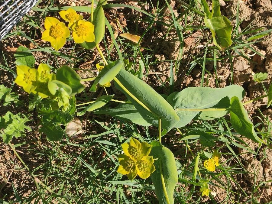 Bupleurum lancifolium habit