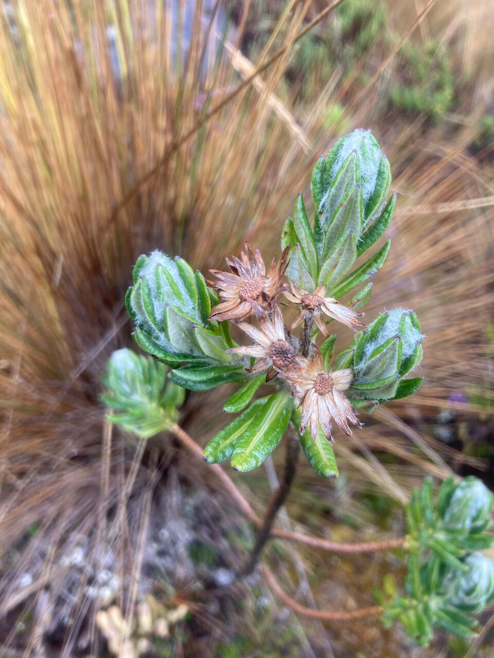 Diplostephium eriophorum fruit