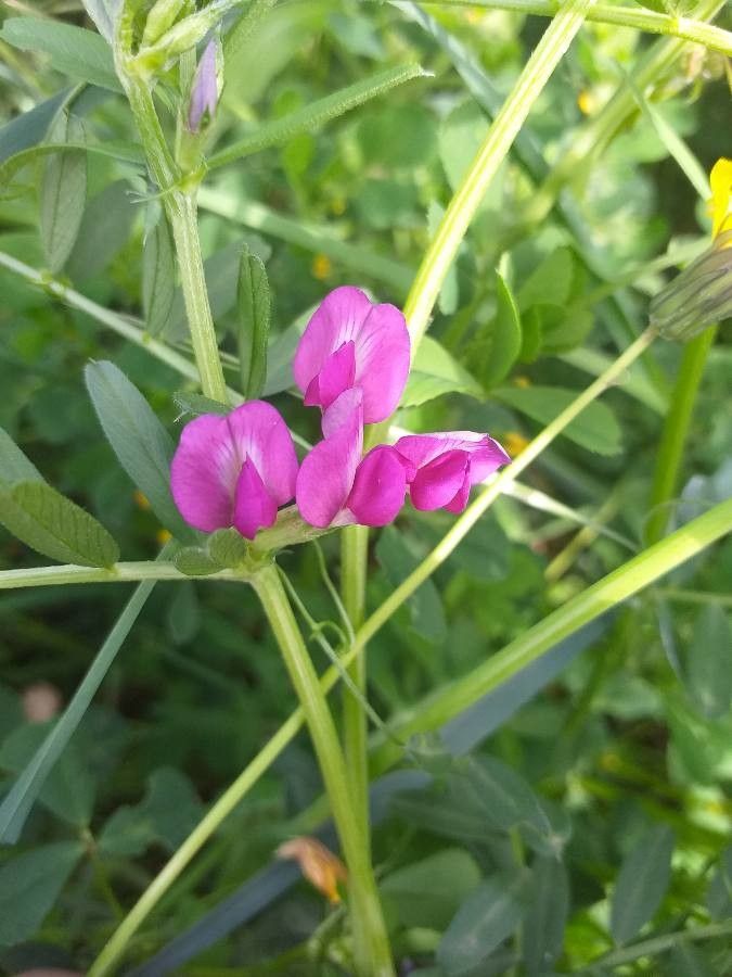 Vicia segetalis flower