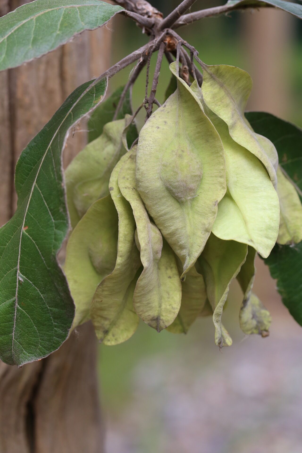 Terminalia mollis fruit