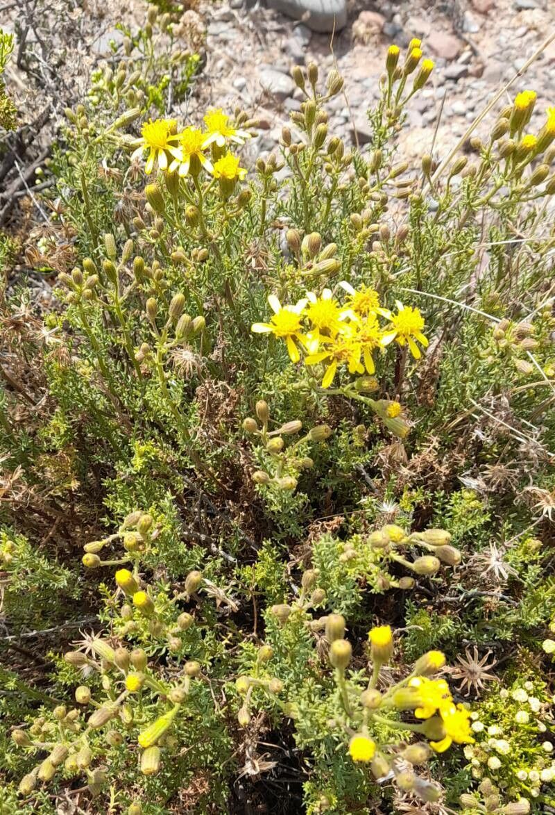 Senecio friesii habit