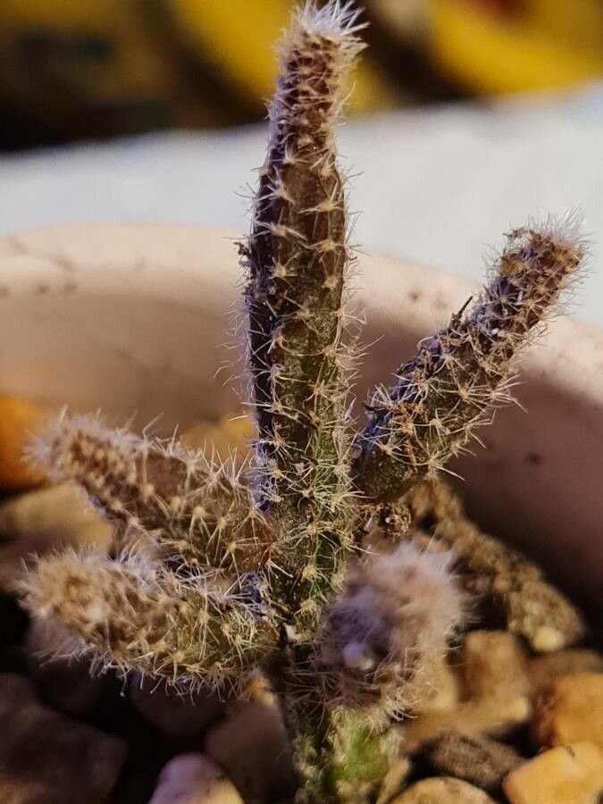 Disocactus flagelliformis leaf