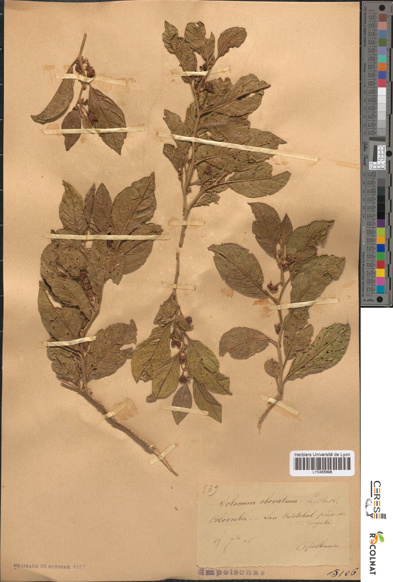 Solanum levigatum — houseplant care guide