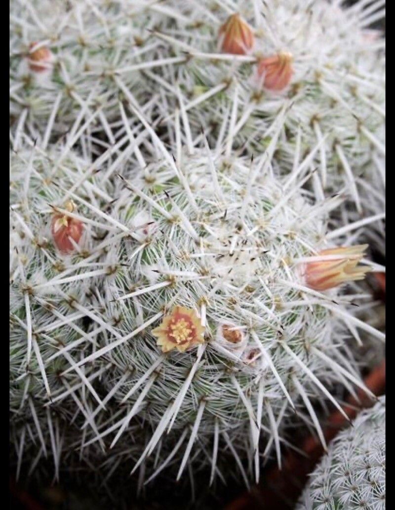 Mammillaria parkinsonii leaf
