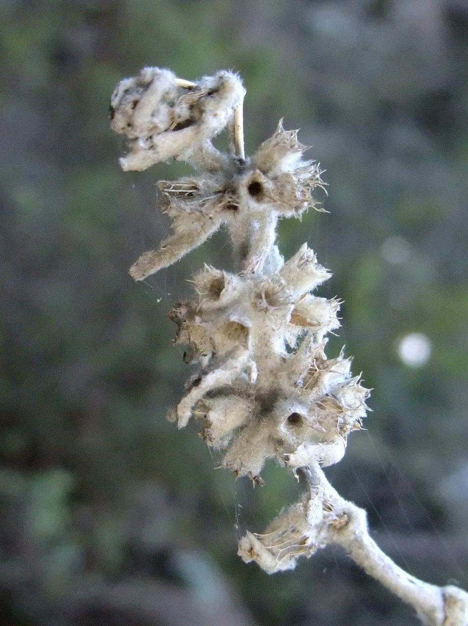 Sideritis canariensis fruit