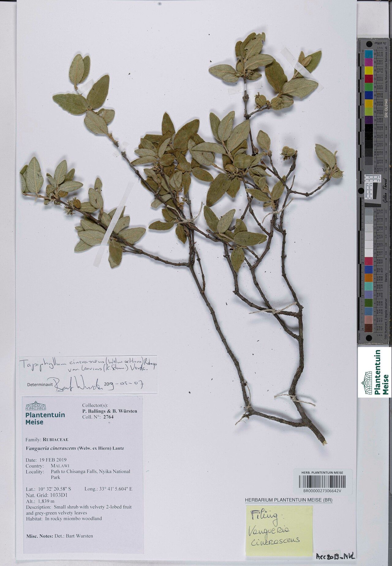 Vangueria cinerascens — related species from the same genus