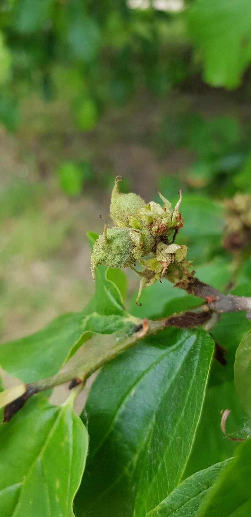 Parrotia persica fruit