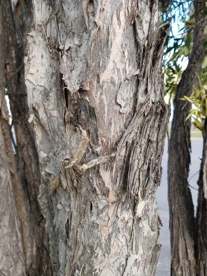 Callistemon salignus bark
